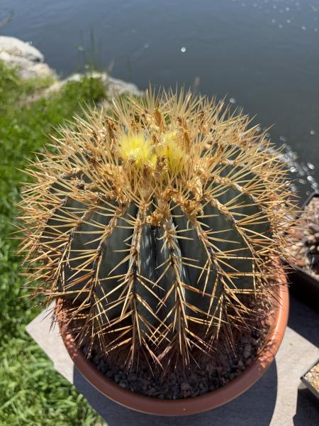Ferocactus glaucescens